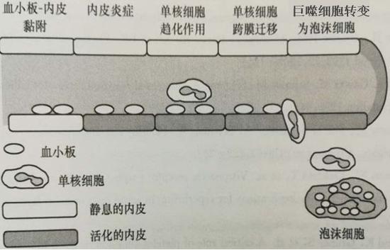 血小板黏附在动脉粥样硬化形成过程中的作用模式图