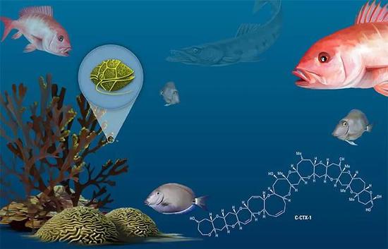 鞭毛藻（图中异形吃豆人）制造的西加鱼毒素（右下为化学式）沿着食物链传播。（图片来源：E。 Paul Oberlander， Woods Hole Oceanographic Institution）