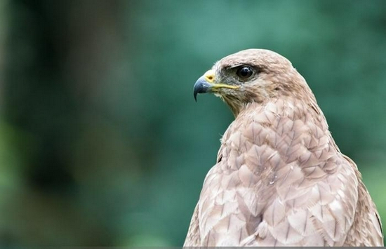 新浪科技综合|微单相机专用 适马正式发布150-600mm F5-6.3 DG DN OS