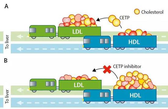 ▲CETP抑制剂的作用机制：阻止胆固醇从HDL“列车”离开。（图片来源：参考资料[1]）