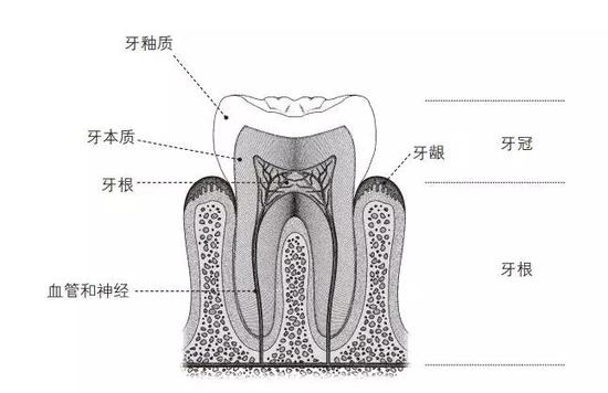 牙齿结构