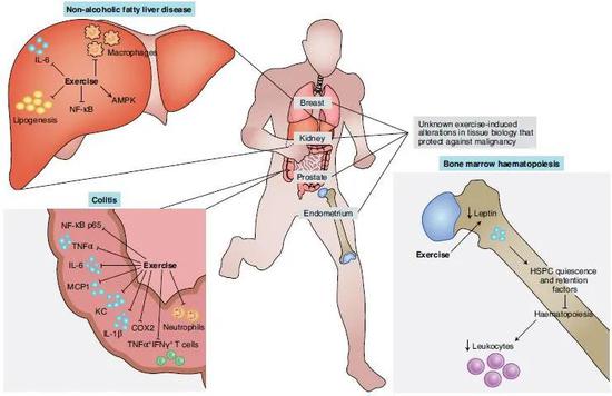 运动可以保护多种器官抵抗组织特异性癌变