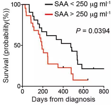 较高的血SAA水平与预后不良相关