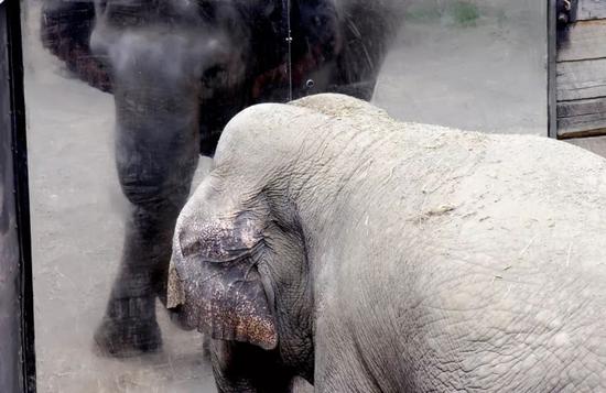 实验者把镜子做得足够大，可以把它们的全身和其他大象放在一起，亚洲象由此首次通过了镜子测试。图片来源：Diana Reiss