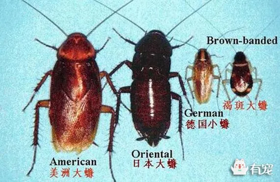常见蟑螂品种
