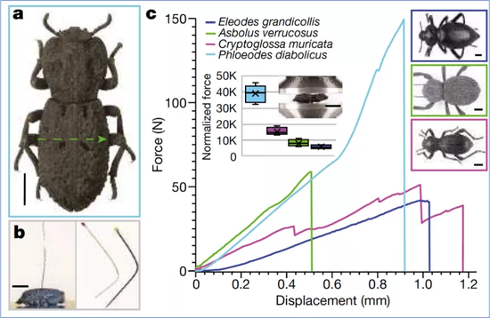 这种小虫凭借头铁登上自然汽车都压不死它