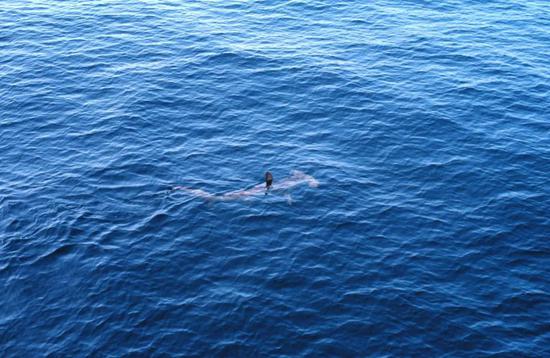 双髻鲨出生后便会离开母亲独自生活。图:Commander John Bortniak / Wikipedia