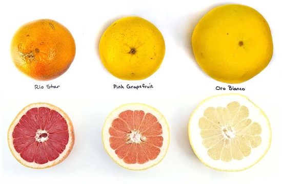 最左侧为里约星葡萄柚，和普通葡萄柚相比，果肉更红