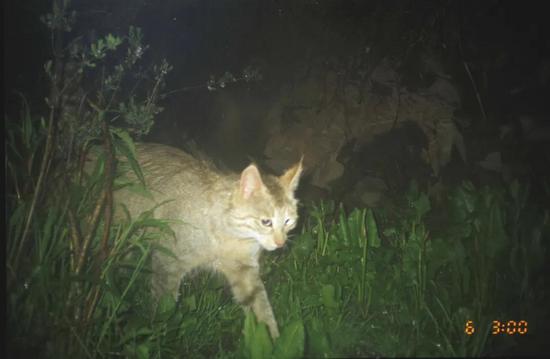 「新浪科技综合」不在荒漠的荒漠猫新浪科技综合2020-08-04 10:02:480阅