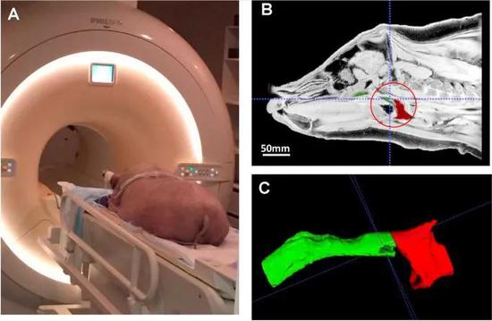 给小肥猪做核磁共振