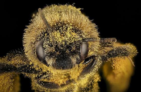 满身花蜜的蜜蜂 