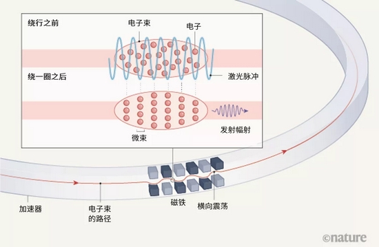 图1 | 微束电子束的辐射发射。邓秀杰等人[1]进行了一个概念验证性实验，其中电子的“束”环绕同步辐加速器的环形粒子加速器运行。电子束穿过一系列极性交替的磁体（由两种不同的颜色表示）时，横向振荡。在此阶段，作者们向电子束发射激光脉冲，使不同的电子带上不同的能量。然后，电子束绕行加速器一整圈。在绕行一圈之后，电子被分组为“微束”，其距离约等于激光脉冲的波长（虚线所示）。最终，邓和同事们检测到了这些微聚束发出的辐射光。