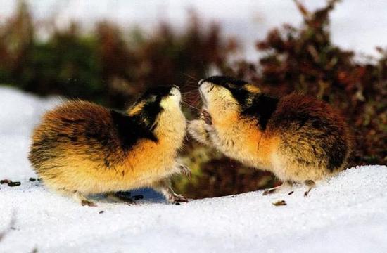 图6 极地鼠——旅鼠