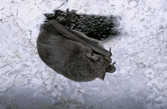 图  | 洞穴中睡觉的蝙蝠。（来源：新华社）