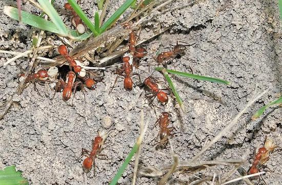 蓄奴蚁携带着其他蚂蚁的蚁蛹归来 | Wikipedia, James C. Trager / CC BY-SA (https://creativecommons.org/licenses/by-sa/3.0)
