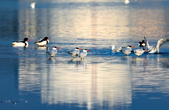 最强即目标 尼康微单旗舰Z 9评测