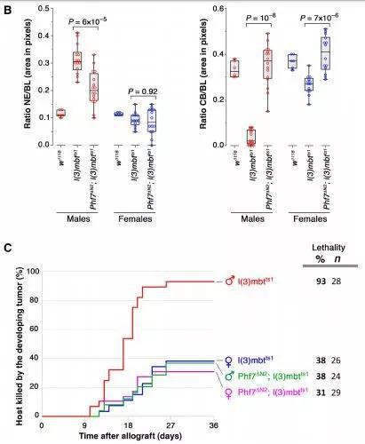 ▲缺失Phf7后，雄性果蝇脑内致死性恶性肿瘤的侵袭性减弱，雄性生存率提高，接近雌性水平（图片来源：参考资料[1]）