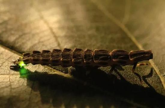 萤火虫幼虫的外形图片