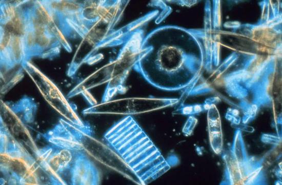 显微镜下的海生硅藻。图片：NOAA / wiki commons