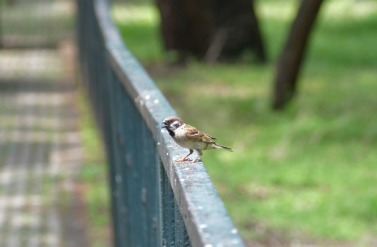 新浪科技综合|大光圈的诱惑 七工匠50mm/0.95镜头试用