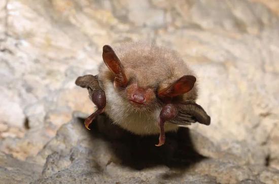 大鼠耳蝠(Myotis myotis)(图片来源:123RF)