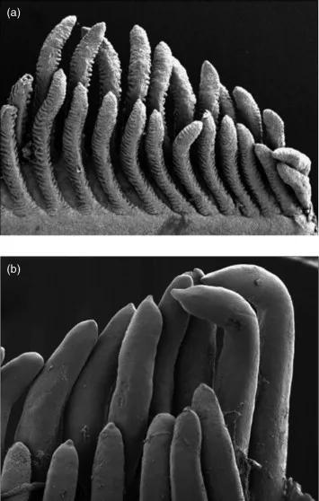 巨骨舌鱼10克大时的鱼鳃（上）和1000克时的鱼鳃（下）图片来源：Encyclopedia of  Fish Physiology， 2011