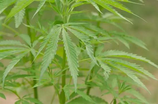 这些植物如此美丽 人类却让它们结出了罪恶的果实 这些植物 罪恶的果实 人类 新浪科技 新浪网 这些植物如此美丽 人类却让它们结出了罪恶的果实 这些植物 罪恶的果实 人类 新浪科技 新浪网