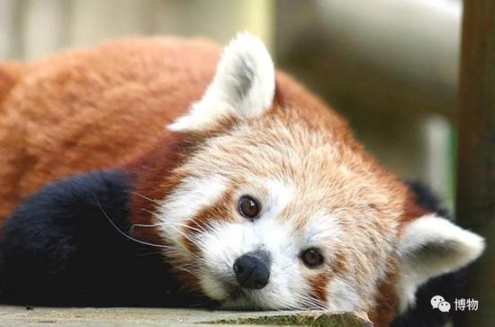 小熊猫 小熊猫- 抖音百科