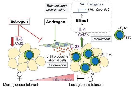 ▲内脏脂肪组织（VAT）中，性激素影响调节性T细胞（Treg）的招募和扩增（图片来源：参考资料[1]）