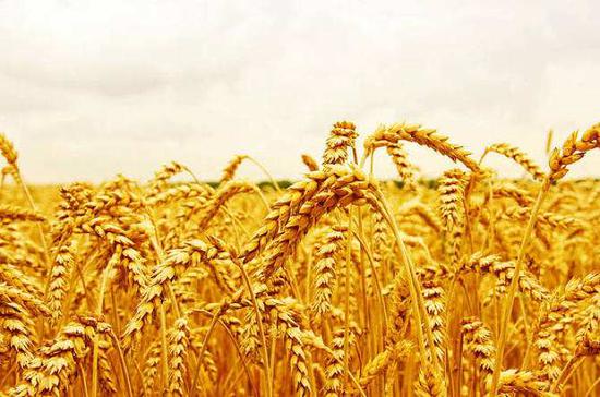 小麦“癌症”克星找到了