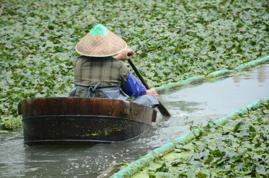 新浪科技综合@你吃的菱，是2角、4角还是0角？新浪科技综合2020-07-24 10:55:580阅