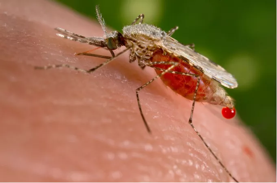 雌性蚊子吸血的口器Anopheles stephensi 。图片来源：Jim Gathany -PHIL