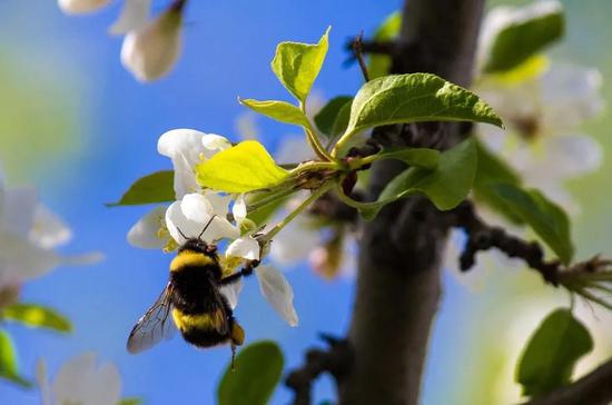 正在给梨树传粉的熊蜂  | Pixabay