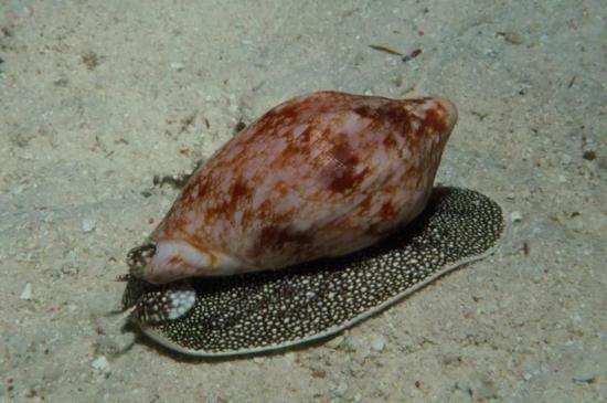 在海洋生物中，芋螺是使毒的高手。它们凭借一条充满毒液的刺管来抓猎物。