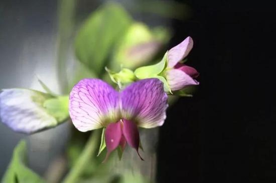 低到尘埃里才开出花?不如高入宇宙中绽放芬芳 2003: Flowering plants in space over a decade before the zinnias, and this pea plant isn’t even the first! Mea culpa。 Image credit: NASA 2003年在太空中开放的豌豆花。 Image credit: NASA