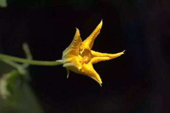 March 2012： Space zucchini blossomed！ Image credit： NASA 2012年3月：太空西葫芦开花了！图片来源：NASA