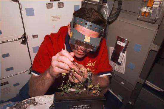 Winter 1997： Ukranian Leonid Kadenyuk with Brassica Rapa plants grown during 16 days aboard the space shuttle。 Image credit： NASA1997年冬季：乌克兰狮子座的Kadenyuk与芸薹属植物在航天飞机上生长了16天。 图片来源：NASA