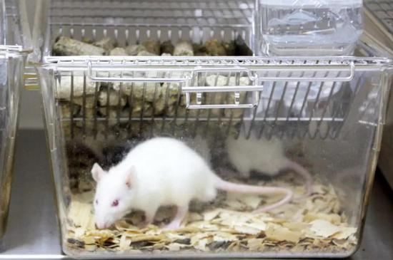 喂食实验动物观察转基因食品是否具有不良反应。图片来源：图虫创意