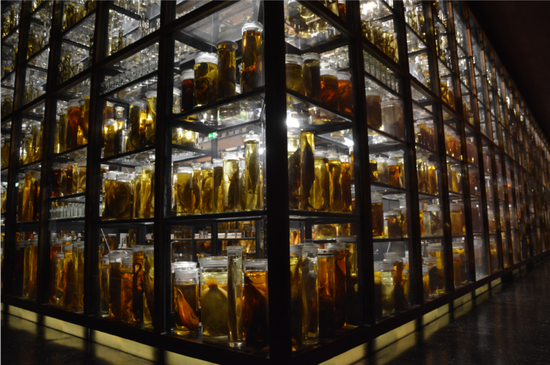 柏林自然博物馆中用福尔马林保存的标本,不过这里都是鱼 来源丨惠俊博