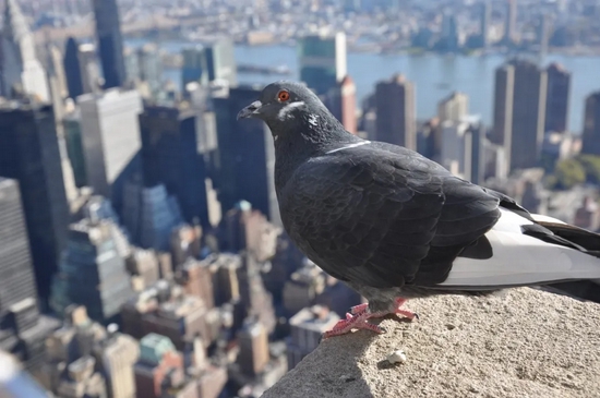 城市中的噪音污染给鸟类带来了前所未有的生存压力。