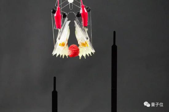 日本用活体肌肉构建机械臂,人类与机器融合取得新突破