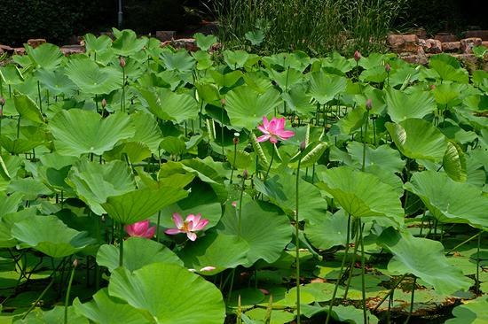 ͷ: XC15-45mmF3.5-5.6 OIS PZ