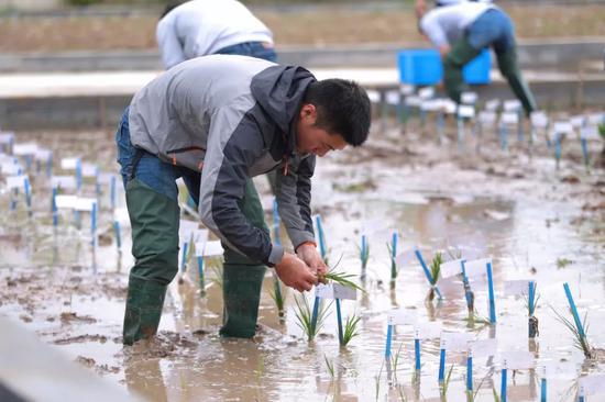 后年就能大范围种植