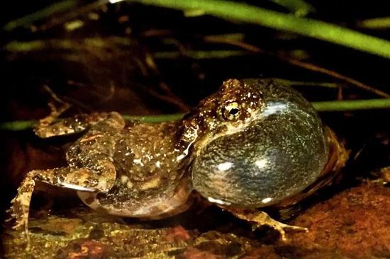 雄性泡蟾鸣叫时硕大的鸣囊(图片引自ryan 2017,由ryan taylor拍摄)