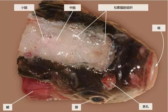 图 7 除去头骨背侧示意图（图片来源：Lőw P et al。 ， /Atlas of Animal Anatomy and Histology。 Springer， Cham， 2016： 173-212。）