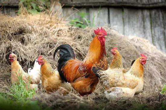 在美国出售的抗生素中，80%都进入了鸡、猪、牛和其他肉用动物的身体。