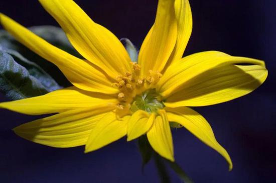 June 2-4， 2012： Sunflower blooming on the space station。 Image credit： NASA/Don Pettit六月2-4，2012：向日葵在空间站上绽放。图片来源：NASA/ Don Pettit