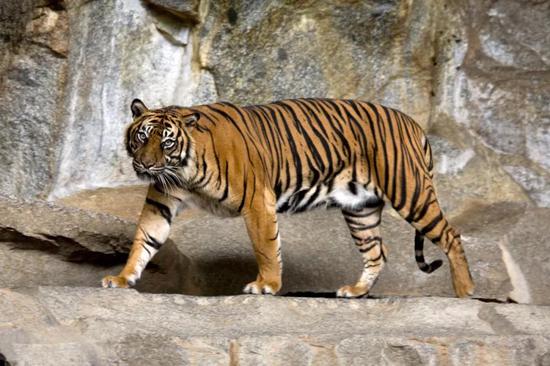 看起来似乎更“黑”的苏门答腊虎。图片来源：Captain Herbert ，Wikimedia Commons