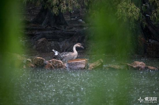 拍摄器材：尼康Z7 拍摄参数：F5.6 ISO 7200 1/400s 400mm