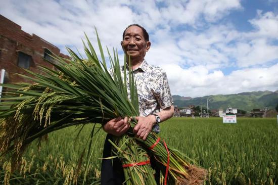 袁隆平到水稻生产基地查看水稻生产状况。图片来源：图虫创意
